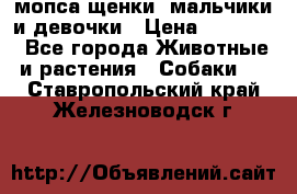 мопса щенки -мальчики и девочки › Цена ­ 25 000 - Все города Животные и растения » Собаки   . Ставропольский край,Железноводск г.